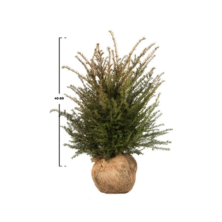 Taxus baccata KL 40_60